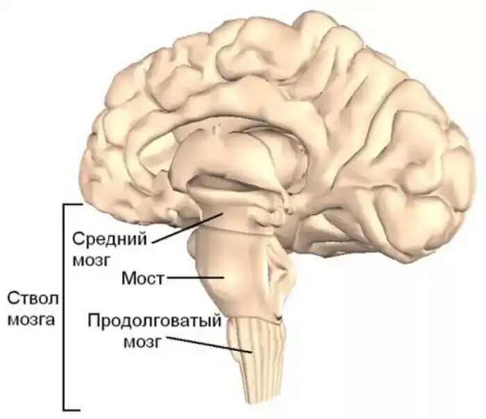 В состав ствола мозга входят. Мозговой ствол образует отделы мозга. Нижние отделы ствола мозга. Отделы ствола головного мозга продолговатый. Средний мозг продолговатый мозг.