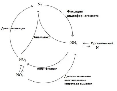 Фиксация атмосферного азота