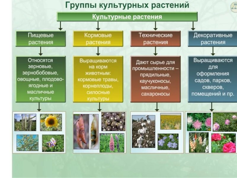 Биология 6 класс информация. Культурные растения. Культурные растения растения. Фиды культурных растений. Многообразие культурных растений.