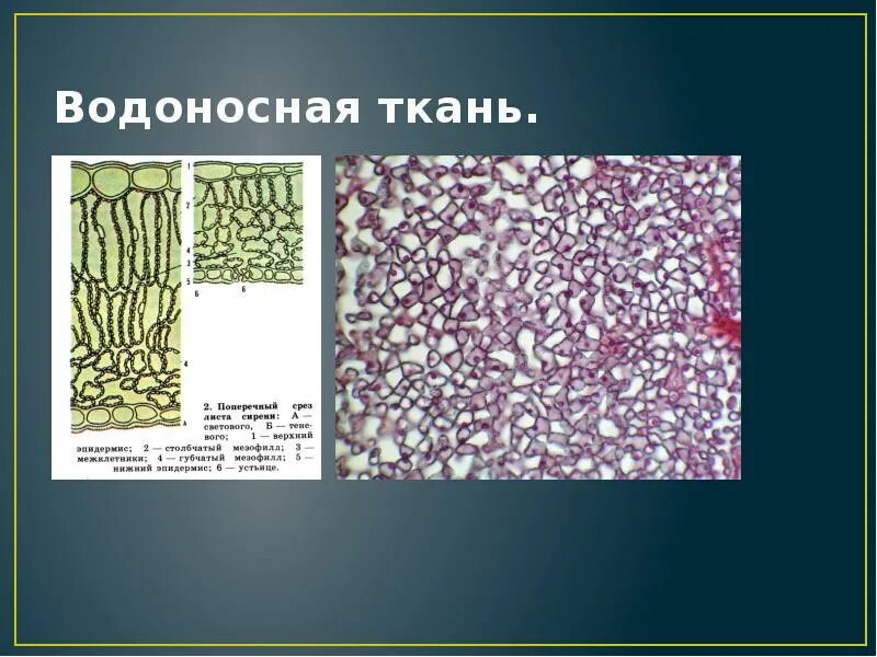 Водоносные клетки в листьях имеет. Водоносная ткань растений. Водоносная ткань рисунок. Водоносная ткань развита. Водоносная ткань растений под микроскопом.