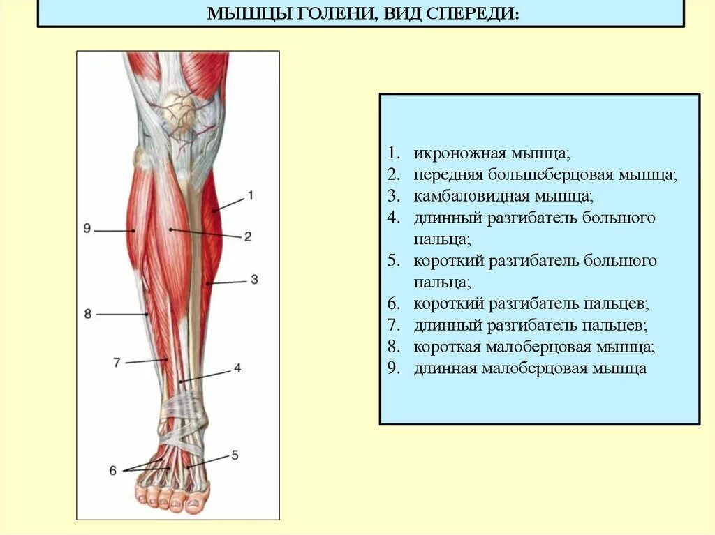 Берцовая мышца