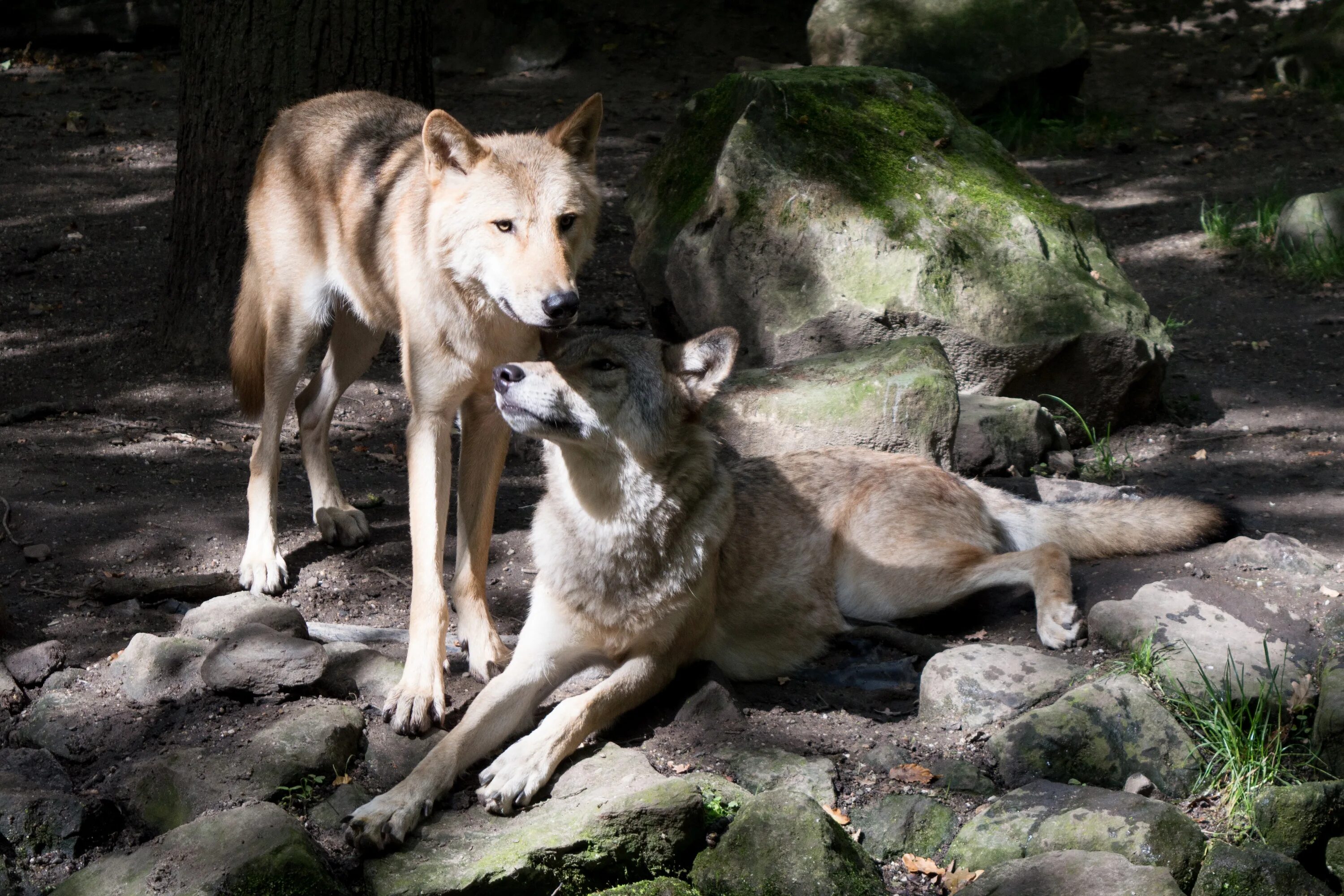 Дикая жизнь волков. Два волка. Волк с волчатами. Волк в дикой природе. Хищные животные волки.