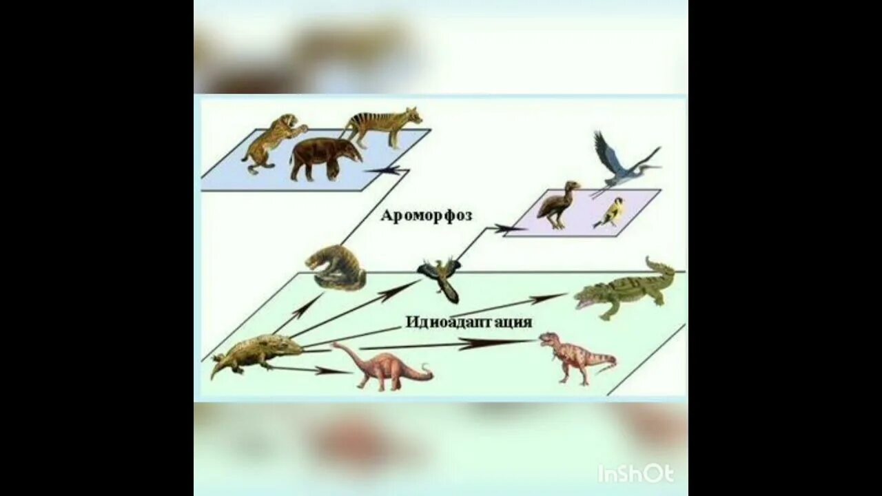 Эволюционный путь птиц. Ароморфоз идиоадаптация дегенерация. Ароморфозы приматов. Эволюционный путь курицы.