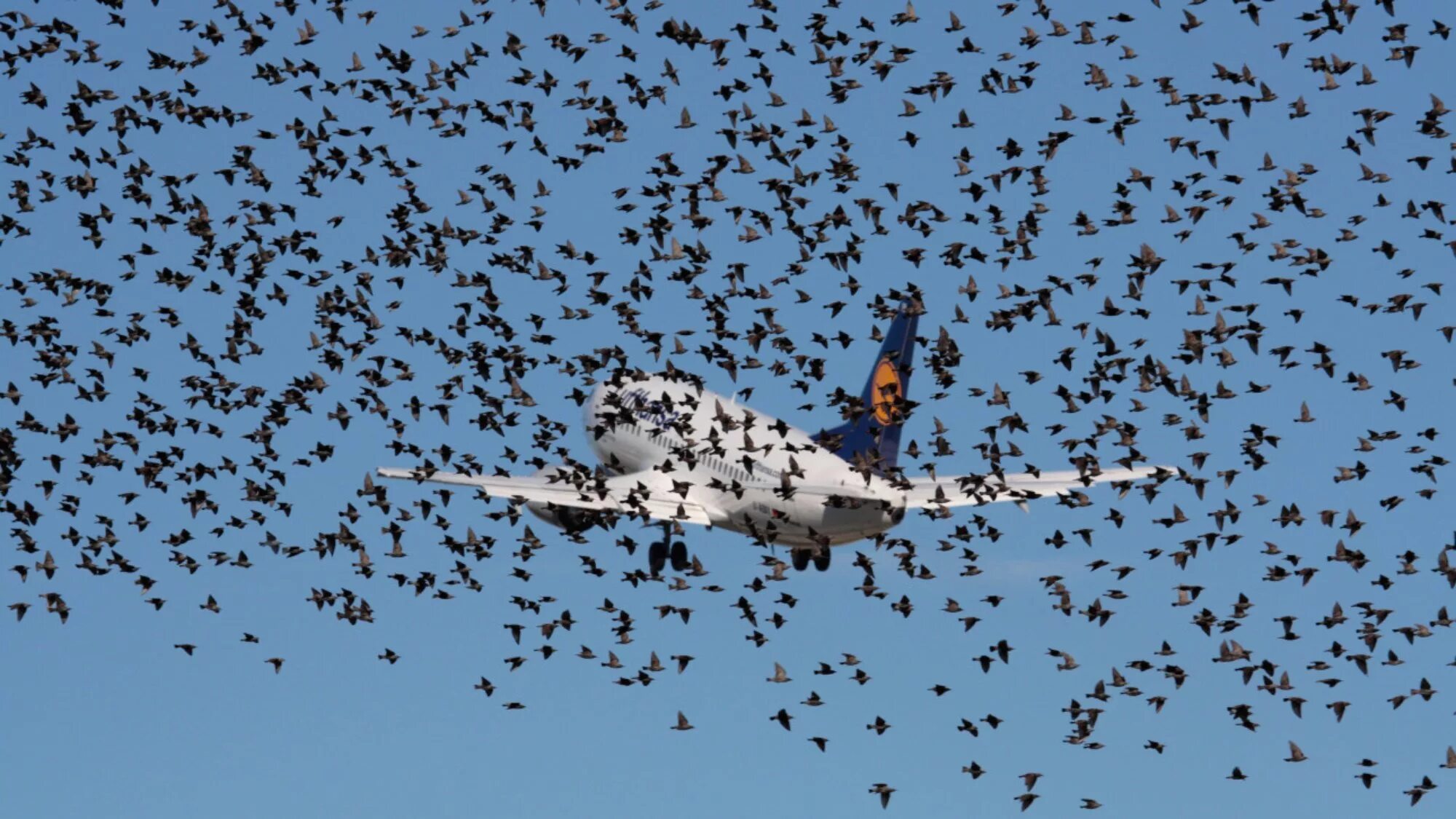 Это птица это самолет. Птица в полете. Полет птиц обеспечивают. Полет птиц обеспечивают. Полет птиц обеспечивают.