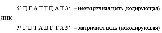 Матричная и транскрибируемая днк. Матричная и смысловая цепь ДНК. Кодирующая цепь ДНК. Смысловая кодирующая цепь ДНК. Кодогенная и матричная цепь ДНК.