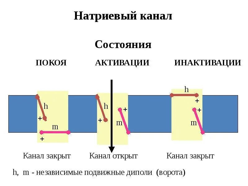 Канал с м н. Работа натриевых каналов. Схема работы натриевых каналов. Состояние натриевых каналов. Ворота натриевых каналов.