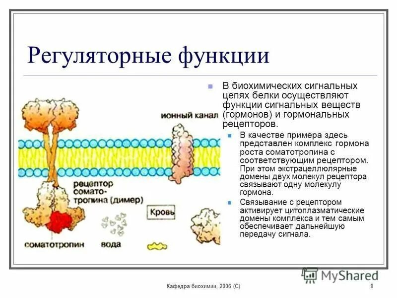 Белок выполняющий сигнальную функцию