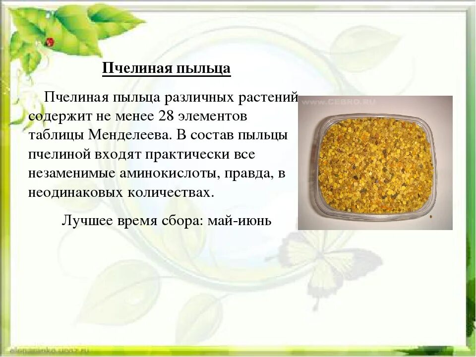 Пыльца польза и вред. Цветочная пыльца и перга. Пыльца пчелиная. Продукты пчеловодства пыльца. Пчелиная пыльца лечебные.