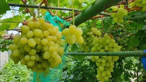 Виноград бананас