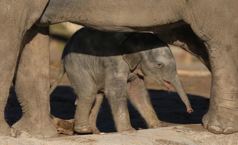 Азиатский слон, детеныш. Слоны Детёныши стопы. Как выглядит Слоненок. Сколько детенышей носорога родилось в 2001 году