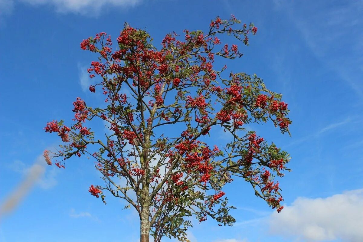 Рябина обыкновенная крона. Рябина обыкновенная "фастигиата" (sorbus aucuparia "fastigiata"). Дерево рябина фото. Дерево рябина фото. Дерево рябина фото.