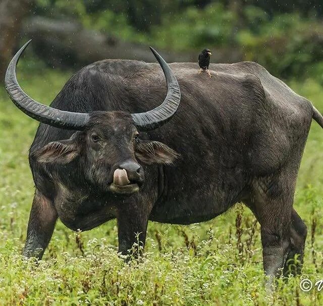 Карлик среди буйволов 4. Bubalus Arnee. Азиатский буйвол. Индийский буйвол. Wild Water Buffalo.