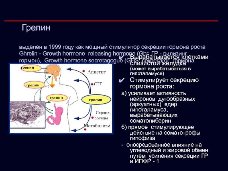 Болезнь гормона роста. Грелин гормон. Грелин гормон голода. Грелин и гормон роста. Гормон грелин вырабатывается.