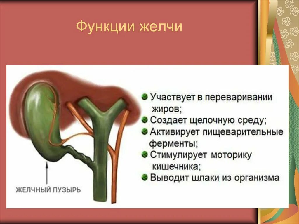 Симптомы забитых желчных протоков. Желчь,желчный пузырь ,желчеобразование. Функции желчного пузыря у человека. Желчь строение и функции. Желчный пузырь строение и функции кратко.