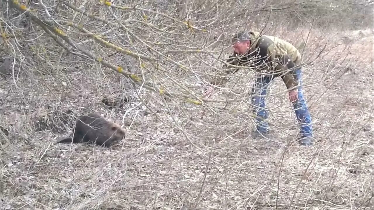 Нападают ли бобры на людей. Калининградские бобры. Бобер нападает на человека.