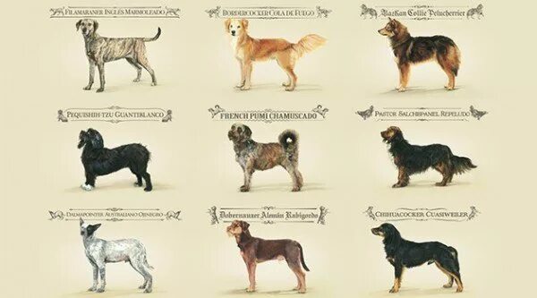 Шутки с картинками и текстом. Есть 2 типа собак. Есть 2 типа собак. Лабрадор ретривер американский тип. Labrador retriever),.