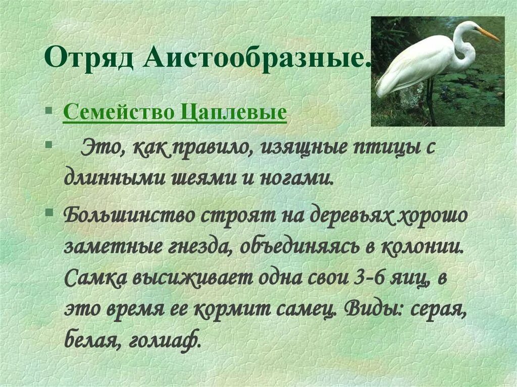 Птицы класс отряд семейство. Отряд Аистообразные особенности. Отряд Аистообразные общая характеристика. Характеристика отряда Аистообразные. Аистообразные систематика.