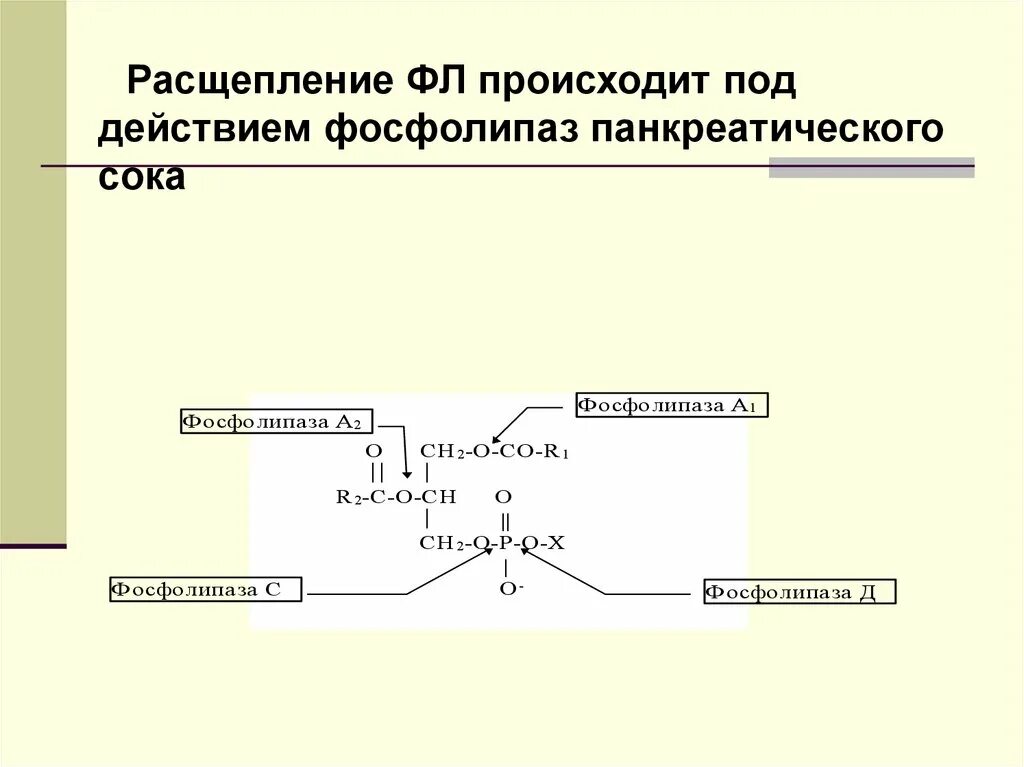 Расщепление латынь. Фосфолипаза с биохимия. Расщепление веществ под действием панкреатического сока. Фосфолипазы панкреатического сока. Расщепление фосфолипидов фосфолипазами.