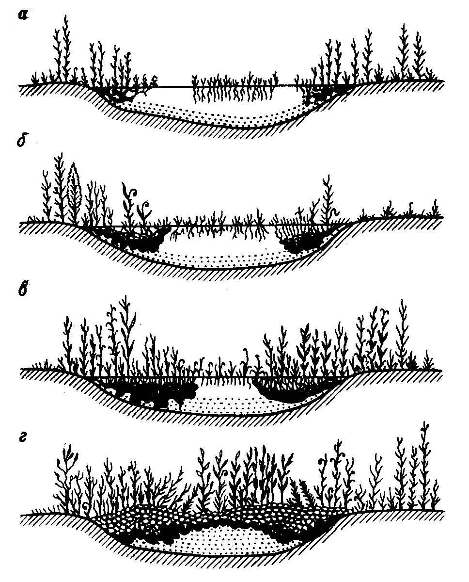 Строение болота. Схема зарастания озера и превращения его в болото. • Сукцессии зарастающего озера. Стадии зарастания болота. Зарастание водоема сукцессия.