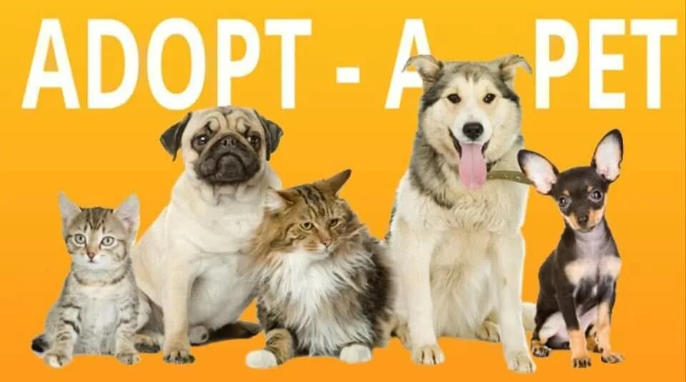 Adopt pets and prove mom wrong. Adopt a pet. adopt an animal. 5 reasons to adopt a pet фото. donations for pets.