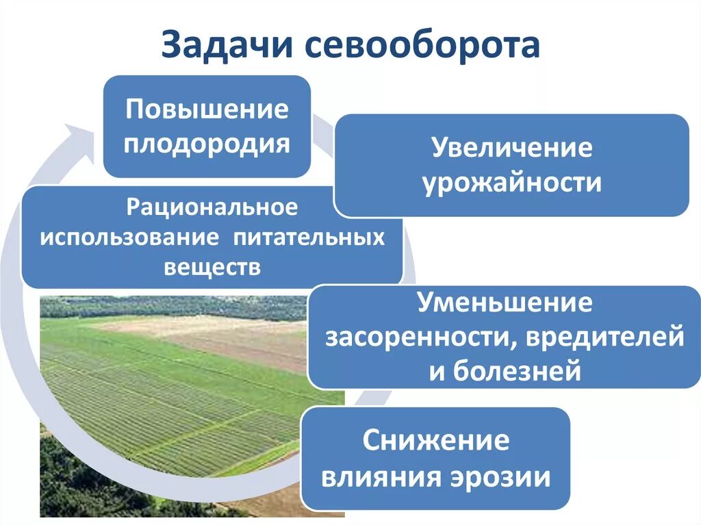 Севооборот в питомнике. Севооборот. схема проектируемого севооборота. организация севооборотов. задачи севооборота.