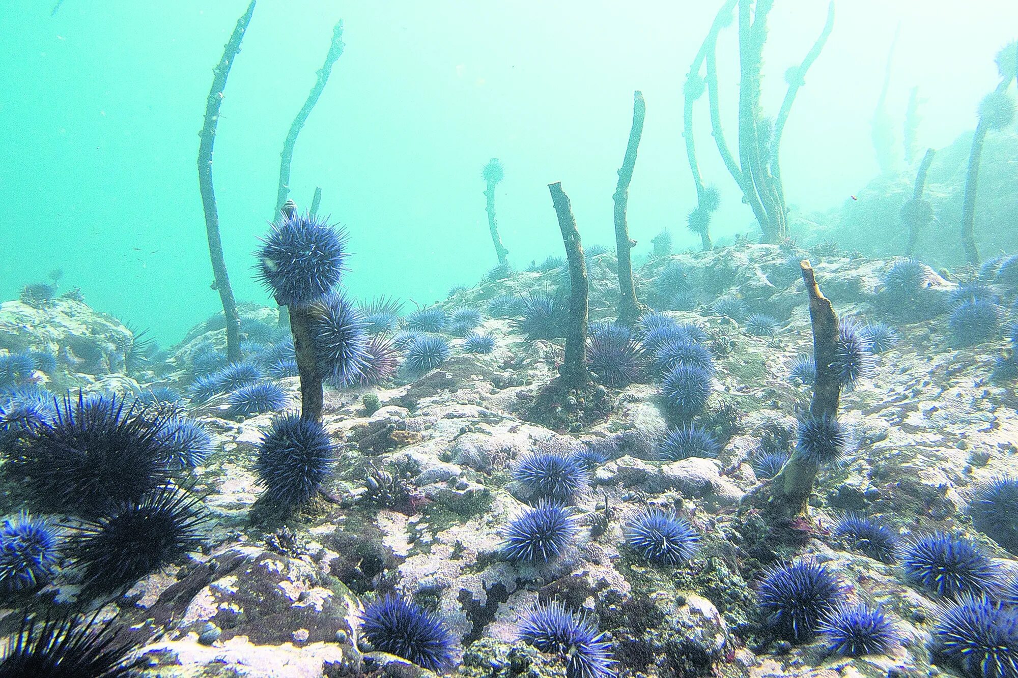 Ламинария баренцева моря. Северный ледовитый океан и антарктида. Строение таллома ламинарии. В холодных морях можно встретить заросли. Макроцистис водоросли.