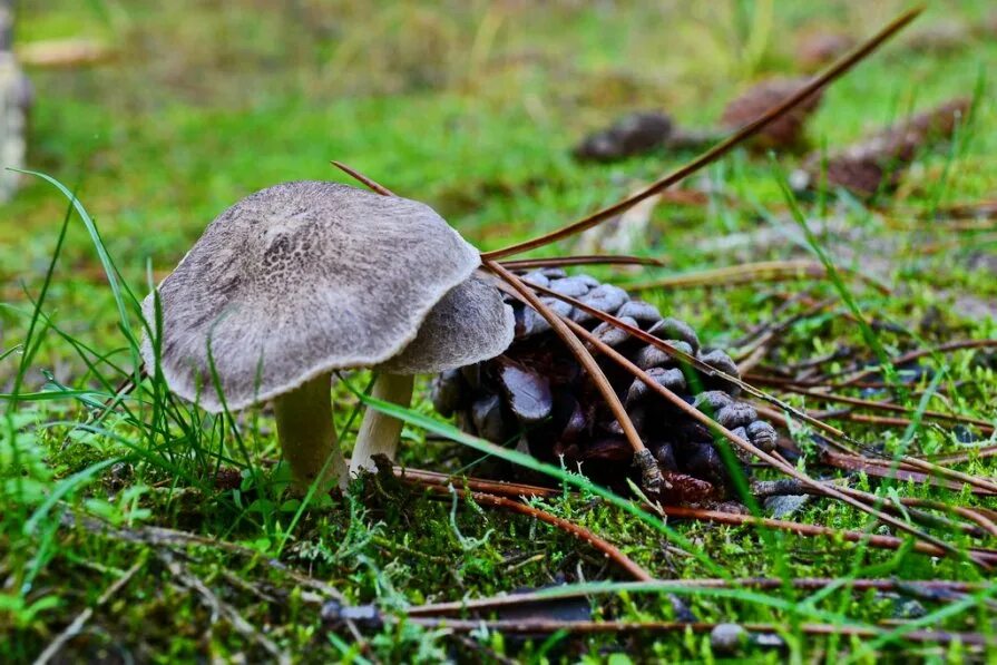 боровик в сосновом бору. грибы растущие в сосновом бору. грибы пермского края маслята. маслята в сосновом бору. съедобные грибы в сосновом бору.