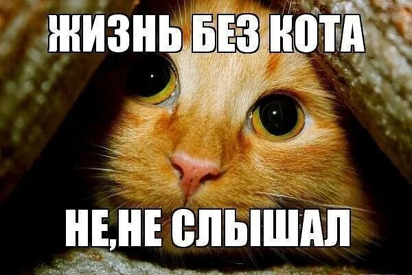 Без кота жизнь не та рисунок. Девять жизней фильм 2016 кот. Улыбайтесь жизнь прекрасна. Жизнь кота. Котиков живем.