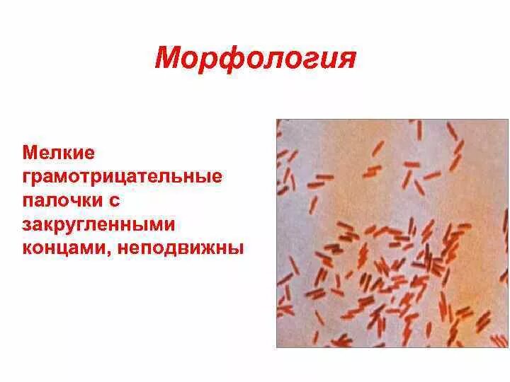 Деревянные палочки. Умеренная мелкая палочка. Овоидная палочка. Маленькие палочки деревянные. Соломка вкусвилл.