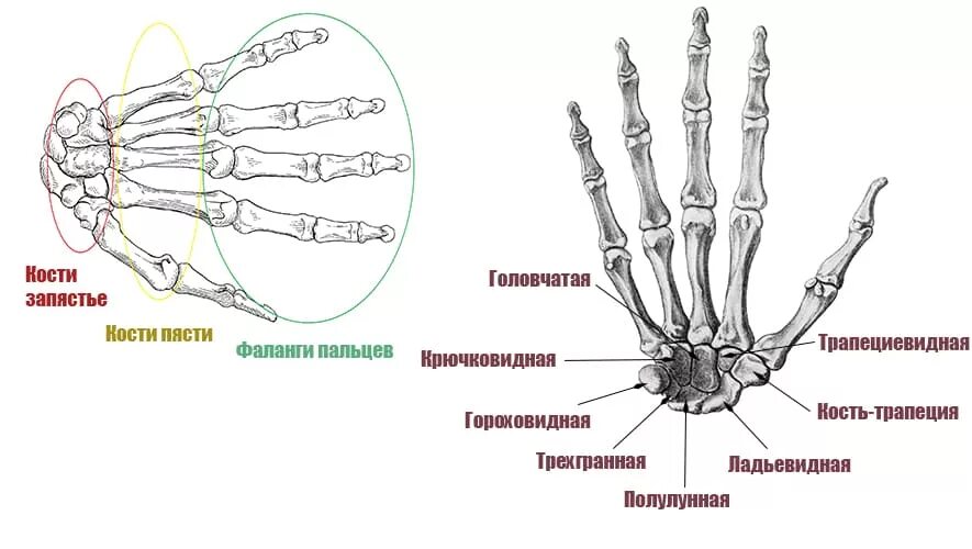 Строение запястья руки кости. Кисть кости запястья пясти и пальцев фаланги. Строение кости пальцев. Строение пястной кости кисти. Ряд костей запястья