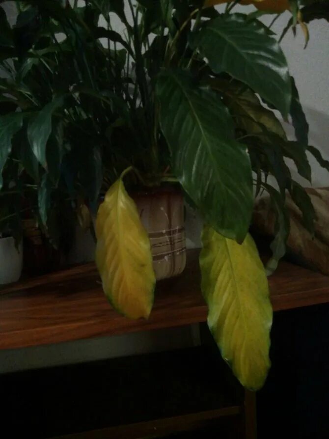 Спатифиллум желтеют листья причина. Хлороз спатифиллума. Спатифиллум хлороз. Растения с листьями и цветами. Спатифиллум хлороз.