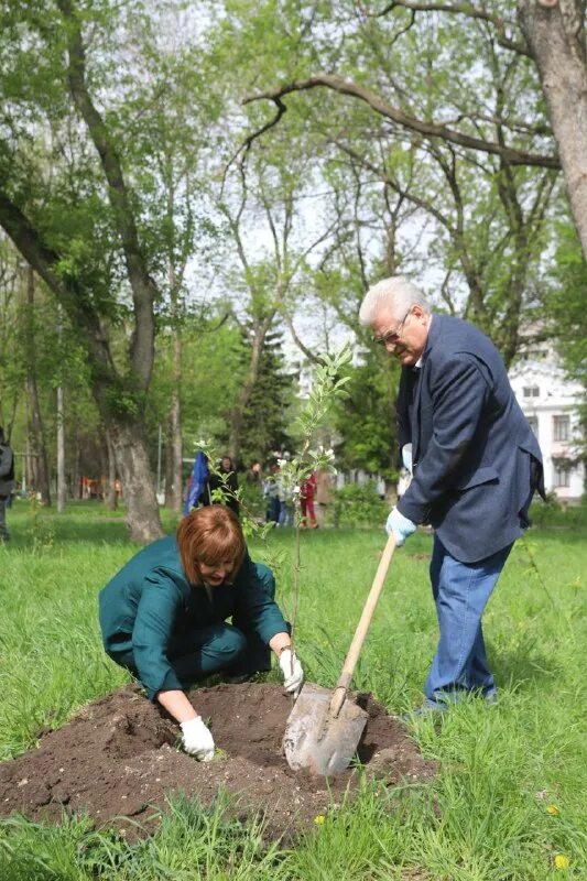 Пенсионеры сажают деревья. Депутат посажены. Трепаков и панюков. Городович владимир петрович тверь. Нескучный сад яблони.