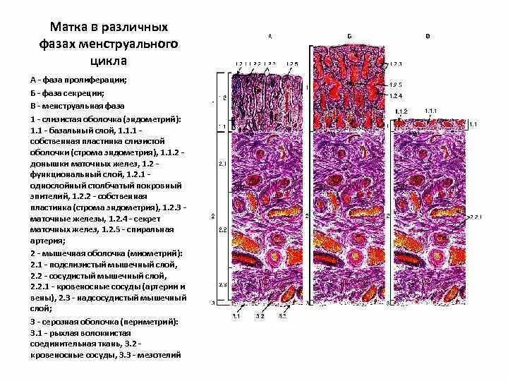 Гистология матки отзывы. Матка в различных фазах менструационного цикла гистология. функциональный и базальный слой матки.