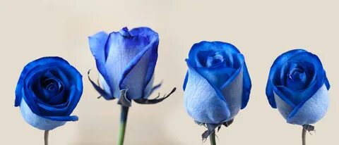 Многообразие форм и размеров 