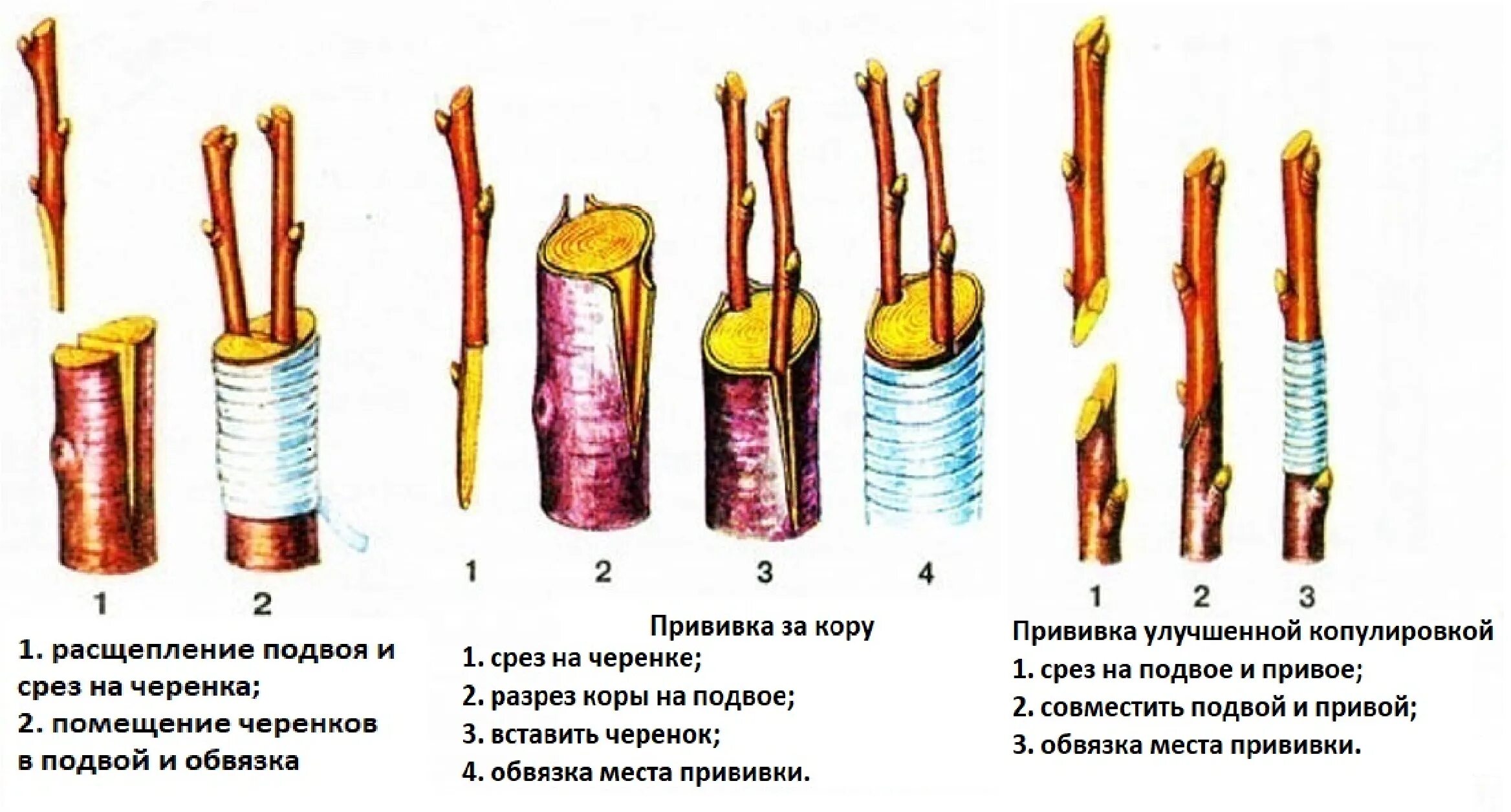 Зачем прививать деревья