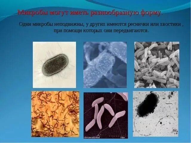 Болезнетворная бактерия 7. Реснитчатые бактерии. Разные формы бактерий. Картинки на тему бактерии. Бактерии паразитирующие на бактериях.