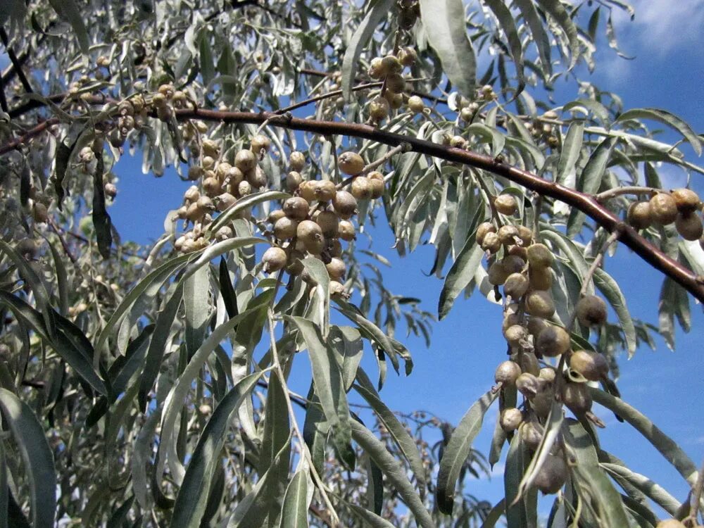 олива капская. маслина крымская. оливки на дереве. как называется маслина. лох узколистный elaeagnus.