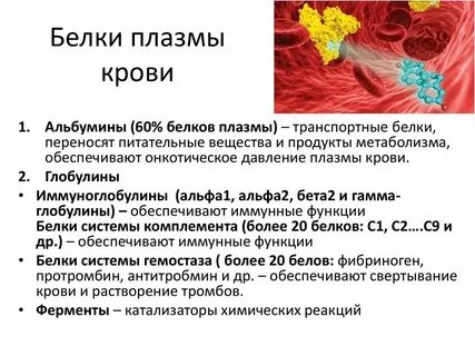 2 функции белков плазмы