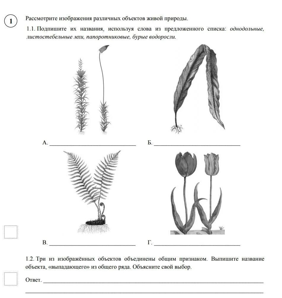 Рассмотрите изображение различных объектов. Рассмотри изображение различных объектов живой природы. Рассмотрите рисунки различных объектов живой природы. Рассмотрите изображённое различных объектов живой природы. Однодольные двудольные хвойные листостебельные мхи впр