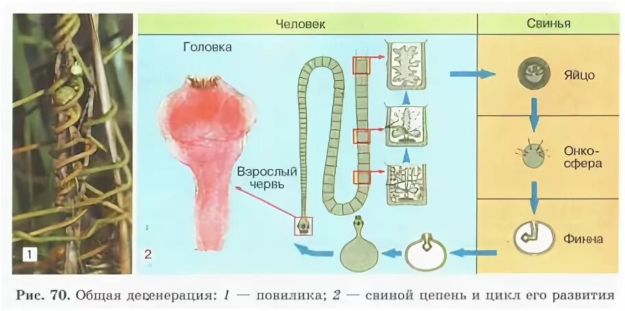 Пример общей дегенерации организма. Общая дегенерация у растений. примеры дегенерации у растений. общая и частная дегенерация. общая дегенерация это в биологии.