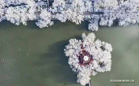Китайское дерево люсу