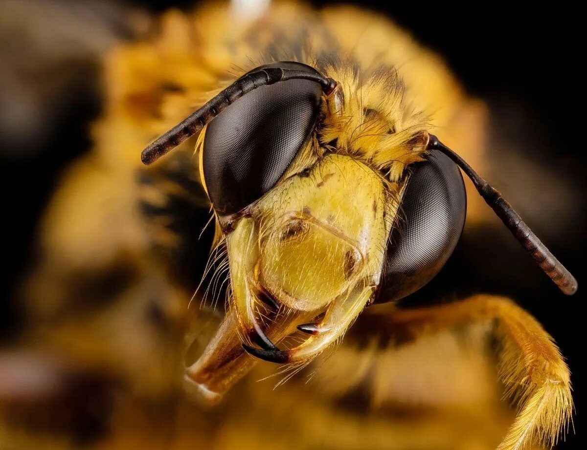Пчелы и другие насекомые. Морда пчелы. Пчела Макросъемка. Насекомые пчела. Лицо пчелы.