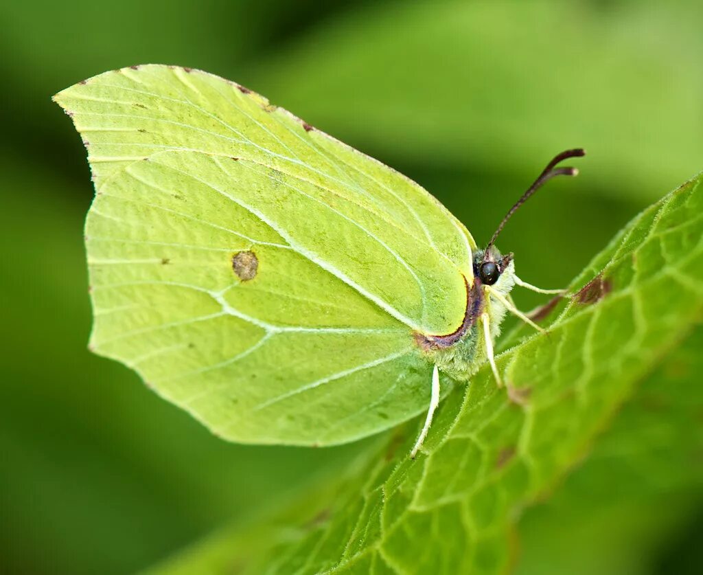 Gonepteryx rhamni крушинница. Лимонница крушинница. Крушинница самец.