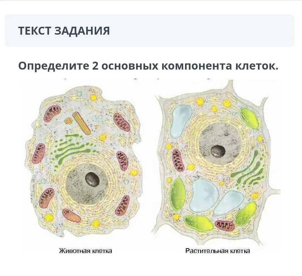 Впр строение клетки. Подпишите органоиды животной и растительной клетки. структура животной клетки 5 класс биология. 5 класс строение животной клетки органоиды. рисунок органоиды животной и растительной клетки.