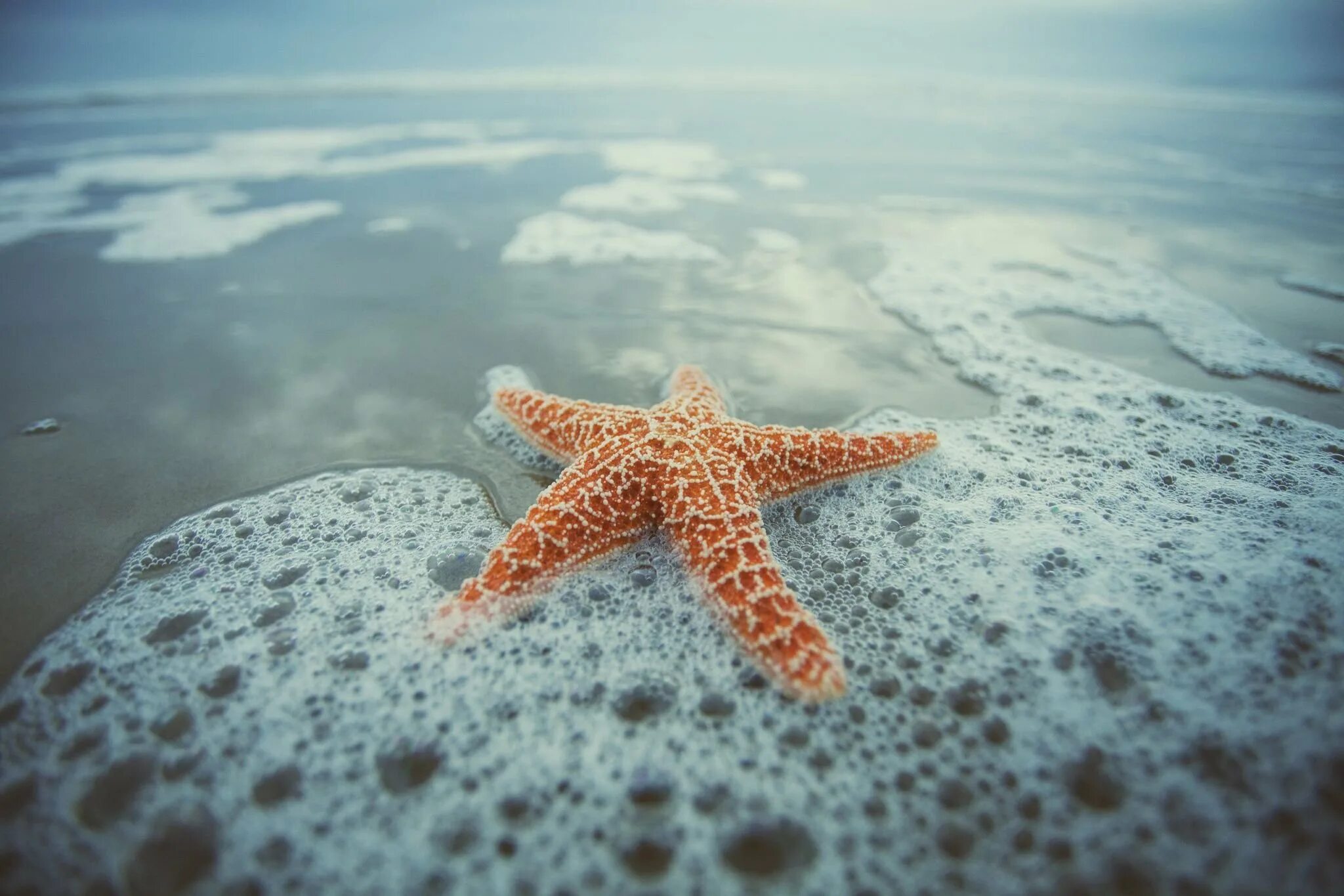 Морская звезда. Морская звезда на берегу моря. Морская звезда на пляже. Морская звезда красивая.