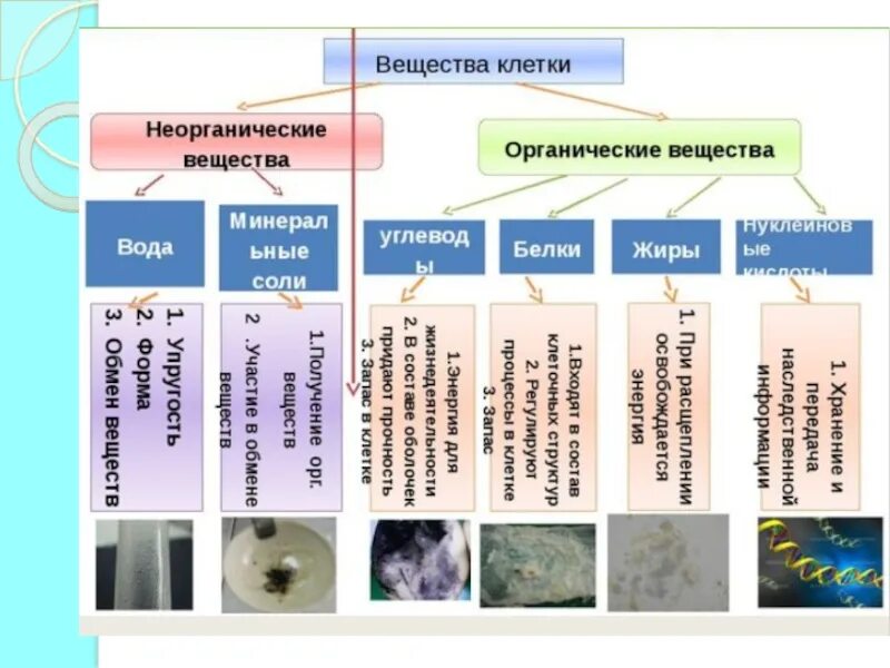 Химические соединения биология