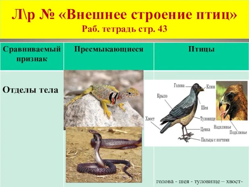 Отделы тела птиц 7 класс биология. Строение птицы. Наружное строение птицы. Строение птицы 7 класс. Отделы тела птиц 7 класс