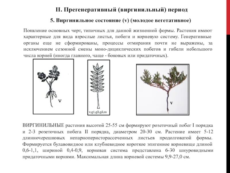 Виргинильный период. Виргинильный период растений. Вергинидиный этап онтогенеза. Прегенеративный период растений.