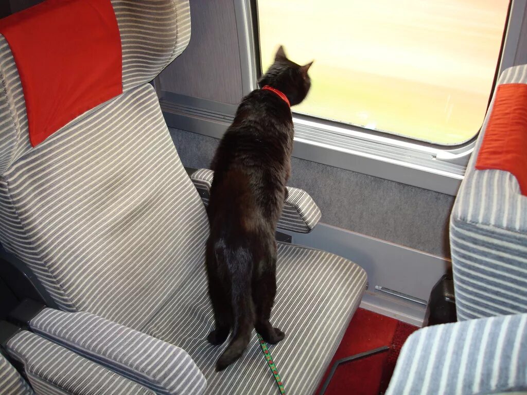 В самолет можно кот. Животные в вагоне. Кот в поезде. Кот в вагоне поезда. Вагон для животных в поезде.