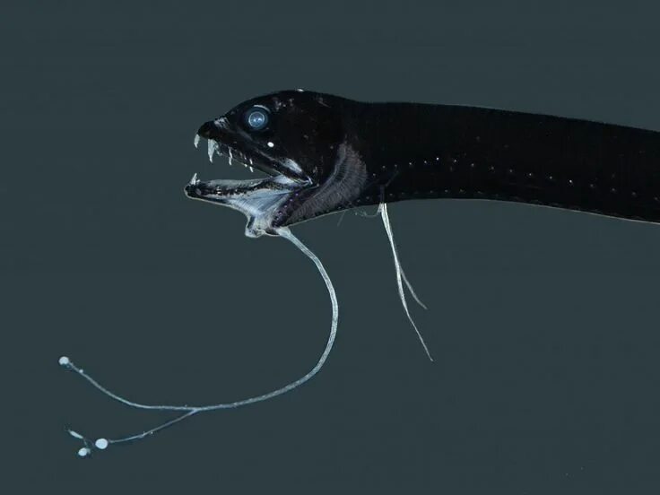 Desolate deep fish